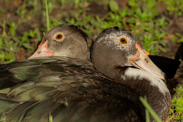Urban Nature Photography South Florida Wildlife
