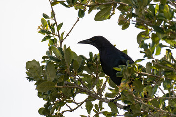 Urban Nature Photography South Florida Wildlife