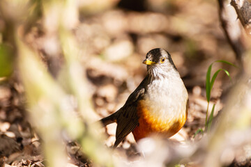 Red Thrush watches from the ground in front of the camera among outdoor vegetation