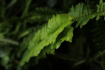 green fern leaf
