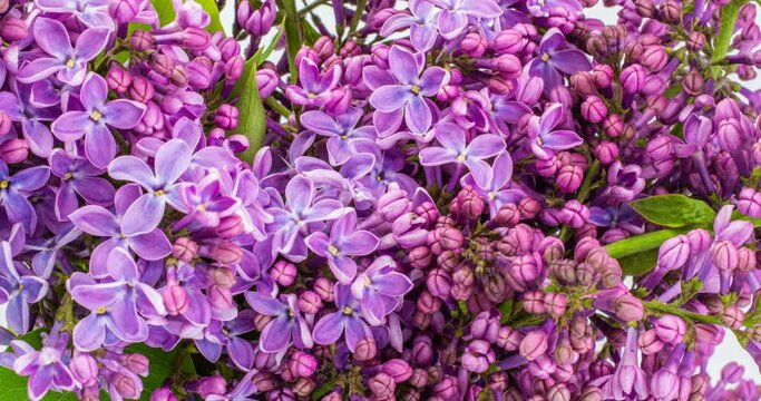 Lilac flowers bunch background. Beautiful opening violet Lilac flower Easter design closeup. Beauty fragrant tiny flowers open closeup. Nature blooming flowers backdrop. Time lapse 4K video