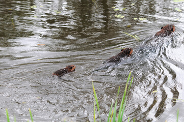 Beaver Stock Photos. Beaver family in the water enjoying its surrounding and environment displaying their body, head. Family of beavers compose of baby, juvenile, adult.