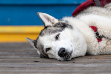 A black and white husky dog laying its head on a wooden deck with its eyes almost closed. The animal has a collar around its neck. The lazy dog has pointy ears, black nose, thick fur and blue eyes.  © Dolores  Harvey