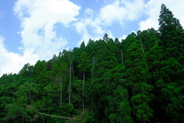 Fototapeta na wymiar 福岡県八女市星野村の森と夏の空