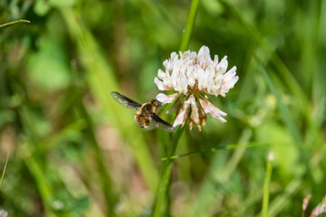 Bee Fly Feeding on White Clover Flowers