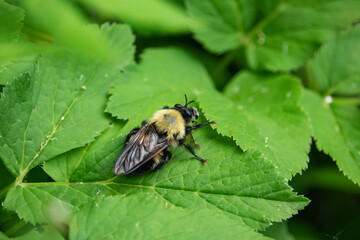 Bee Like Robber Fly in Springtime
