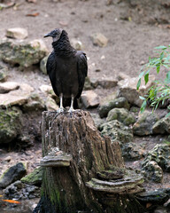 Black Vulture Bird Stock Photo.   Black Vulture bird perched on a death tree trunk  in its environment and surrounding by displaying its body, head, eye, wings, feet with a background of rocks.