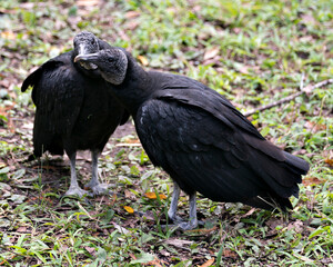 Black Vulture birdStock Photo.   Black Vulture couple bird cuddling, embracing.