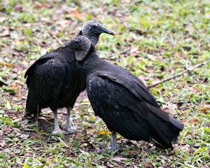 Black Vulture bird Stock Photo.   Black Vulture  birds close-up profile cuddling embracing with a nice blur background in its  environment and surrounding by displaying their bodies, heads, beak.