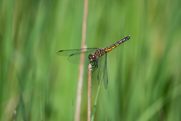 Blue Dasher Dragonfly in Springtime