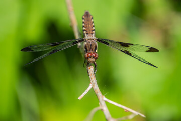 Common Whitetail Dragonfly in Springtime
