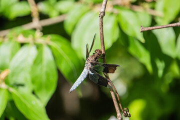 Common Whitetail Dragonfly in Springtime