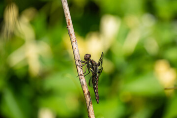 Common Whitetail Dragonfly in Springtime