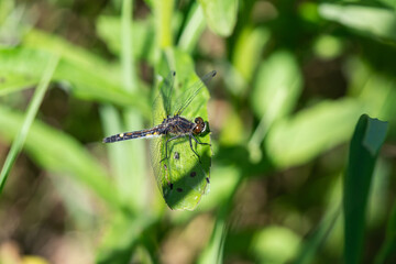 Dot Tailed Whiteface Dragonfly in Springtime