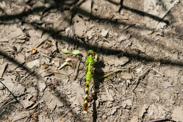 Eastern Pondhawk Dragonfly in Springtime