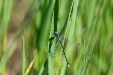 Emerald Spreadwing Damselfly in Springtime