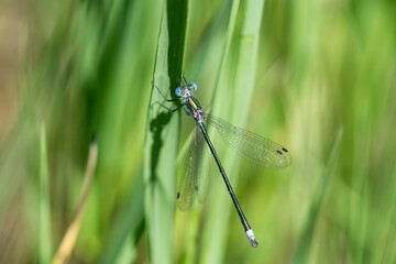Emerald Spreadwing Damselfly in Springtime