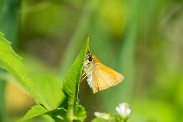 Essex Skipper Butterfly in Springtime