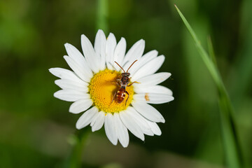 Obraz premium Nomad Bee on Ox Eye Daisy