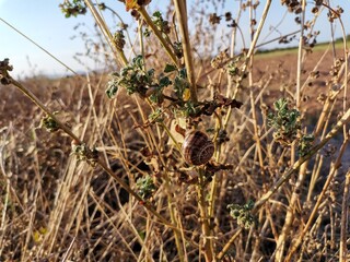 Snail in grasses of the countryside
