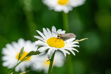 Yellow Collared Scape Moth on Ox Eye Daisy