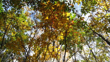 yellow maple tree