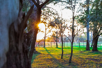 ultimas horas de sol en el campo