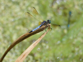 Blue Dasher Dragonfly Overlooking Pond