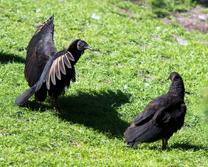 Vulture Bird Stock Photos.  Black Vulture bird.  Black Vulture spread wings. Love birds. Image. Picture. Portrait.