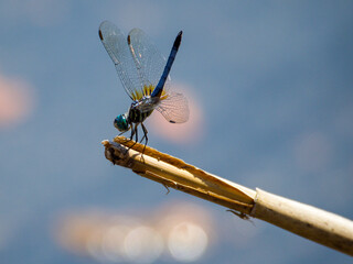 Blue Dasher Dragonfly Obilesking on a Cattail 