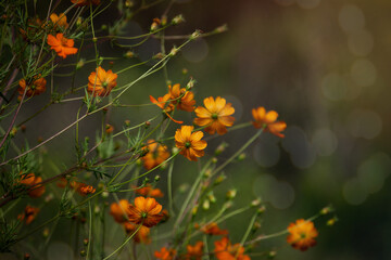 Happy summer scene: Selective focus on Yellow Cosmos flowers against blurred background with bokeh effect. Outdoor garden.