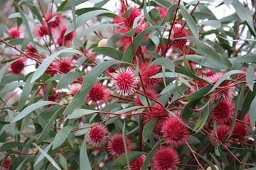 Pincushion Hakea (Hakea laurina) flowering, South Australia