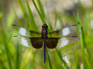Male Widow Skimmer Dragonfly with Wings Spread