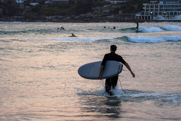 surfer carrying his surfboard at sunset, walking into the ocean for a surf