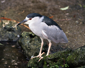 Black crowned Night-heron bird stock photo.  Black crowned Night-heron adult bird closeup profile blur background. Portrait. Image. Picture. Photo