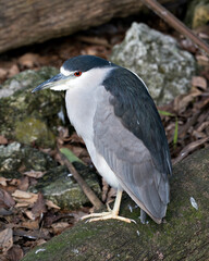 Black crowned Night-heron bird stock photo.  Black crowned Night-heron adult bird closeup profile bokeh background. Portrait. Image. Picture. Photo