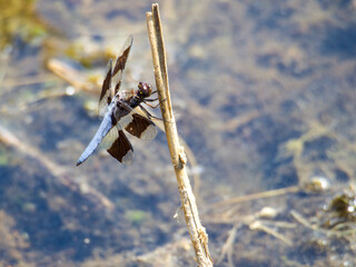 Common Whitetail Dragonfly on Pond