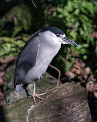 Black crowned Night-heron bird stock photo.  Black crowned Night-heron adult bird closeup profile perched bokeh background. Portrait. Image. Picture. Photo