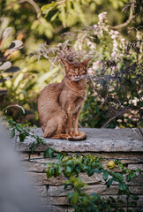 beautiful and brown cat sitting on the stone fence relaxing in the sun. Eyes closed on a hot day on a brick garden fence.