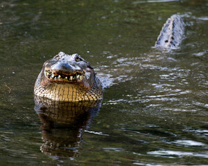 Alligator Stock Photos.   Alligator head front close-up profile view in the water.  Displaying teeth. Portrait. Photo. Image. Picture