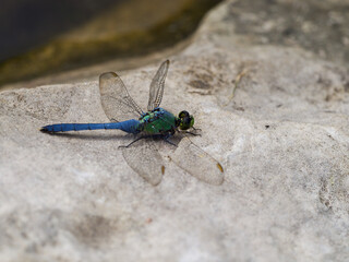 Eastern Pondhawk Dragonfly on a Rock