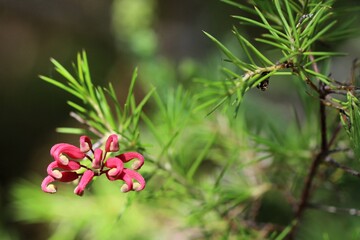 Grevillea 'Pink Pearl' cultivar
 (rosmarinifolia x juniperina hybrid), South 
Australia
