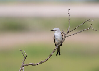 The scissor tailed flycatcher (Tyrannus forficatus)