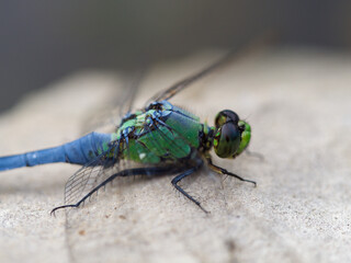 Very Close View of Eastern Pondhawk Dragonfly