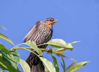 A female red-winged blackbird (Agelaius phoeniceus) preparing  to fly away with vivid blue sky.