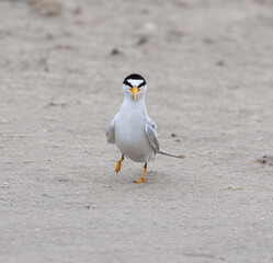 

The male least tern is walking on the sand beach, Galveston, Texas