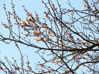Fototapeta na wymiar 日本の田舎の風景　2月　花　梅の花と青空