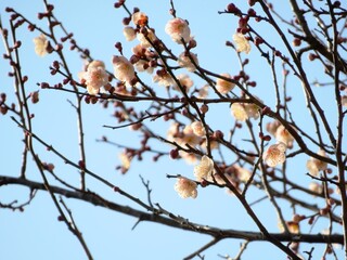 日本の田舎の風景　2月　花　梅の花と青空