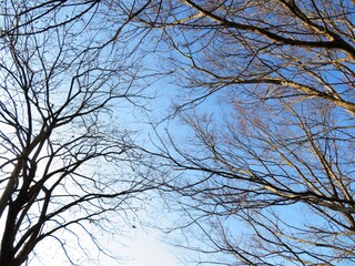 日本の田舎の風景　2月　山の木々と青空