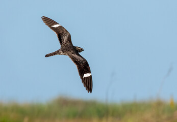 The common nighthawk (Chordeiles minor) in flight over wetland, Galveston, Texas, USA